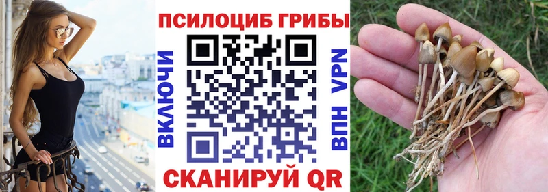 продажа наркотиков  Касли  Псилоцибиновые грибы Magic Shrooms 